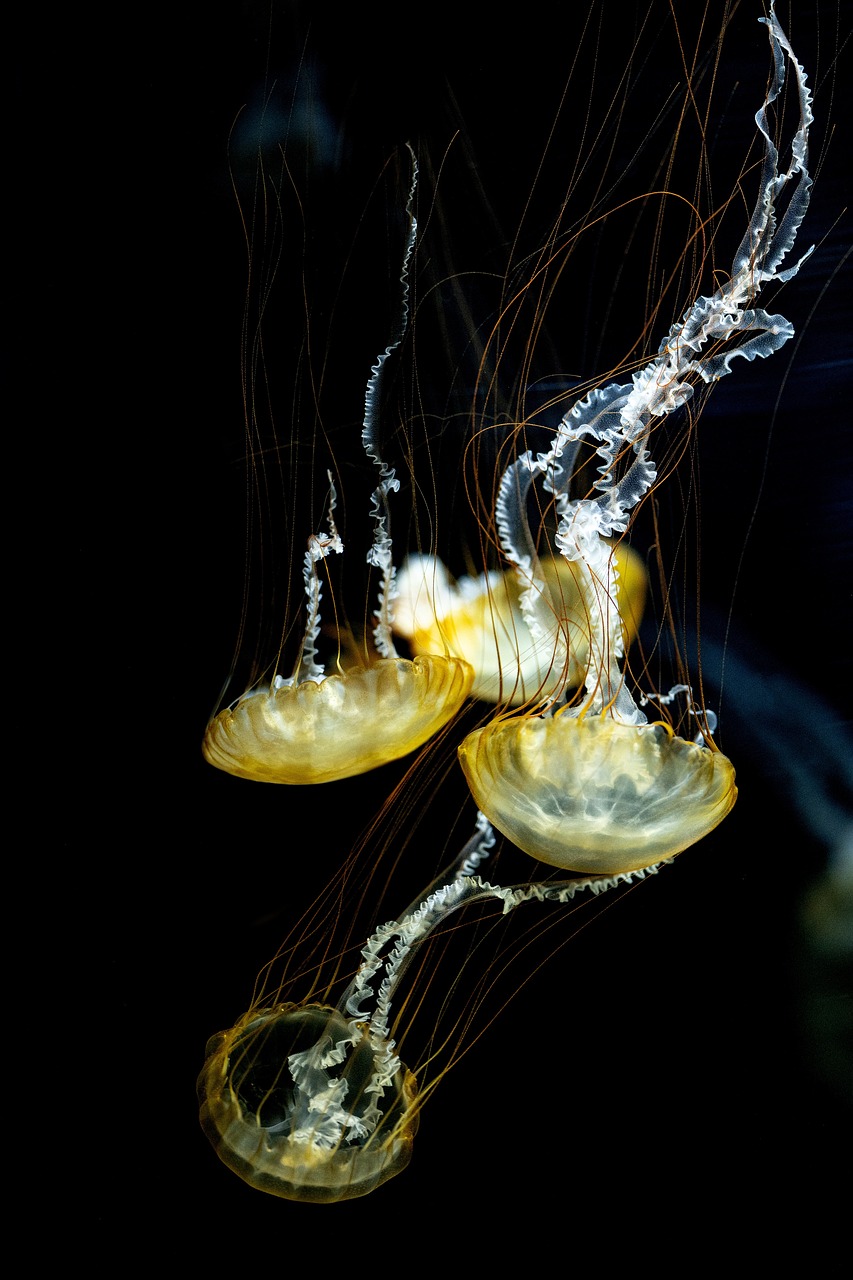 services-03 organism, sea, jellyfish, yellow, gelatin quality, aquatic, underwater, animal, nature, tentacles, poison, aquarium, japan